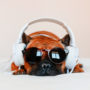 cute brown french bulldog sitting on the bed at home and looking at the camera. Funny dog listening to music on white headset. Pets indoors and lifestyle. Technology and music